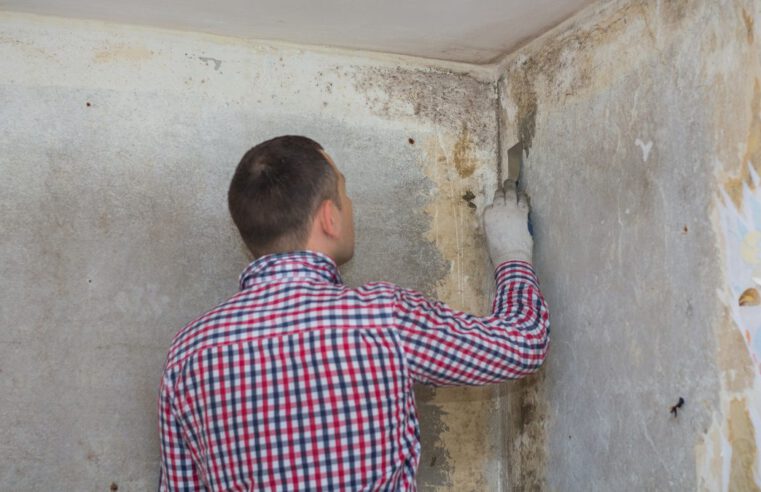 Mold Inspection – What You Need To Know